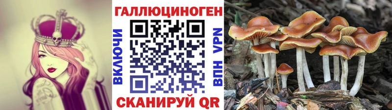 что такое наркотик  Горно-Алтайск  Галлюциногенные грибы Psilocybe 